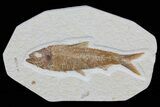 Knightia Fossil Fish - Wyoming #79868-1